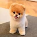 BOO