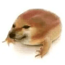 THE DOG