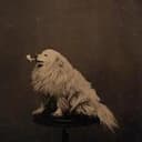 PipeDog