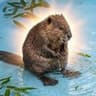 Beaver