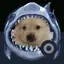 sharkdog
