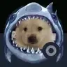 sharkdog