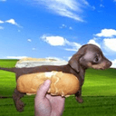 hodldog