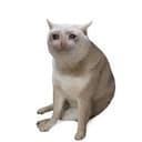 CASHCAT