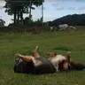 dogking888