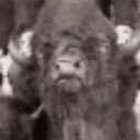 BISON