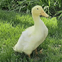 LOUIE