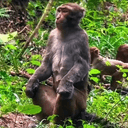 CHILLMONKEY