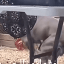 DOGCHICK
