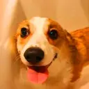 CORGI