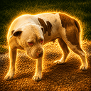 WEEDOG