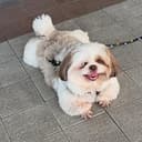 CHOOTIE