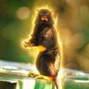 TAMARIN