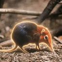 Sengi