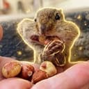 $NUTS