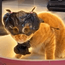 Bagcat