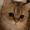 SIMBA