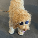 swagdog