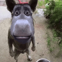 fart pawdawg