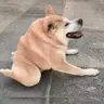 刀盾狗