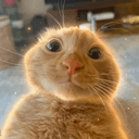 Simba