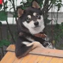 Cooldog