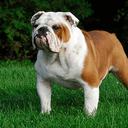 BULLDOG