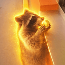 Raccoon