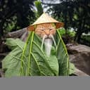CATSEI