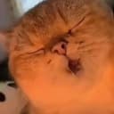 yapapacat