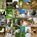Animalrot