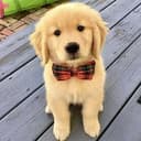 Retriever