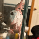WTTD