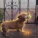 Pippin
