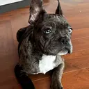 GARGOYLE