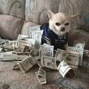CASHDOG