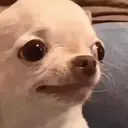 dogi