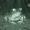 frong