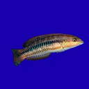 slippery dick