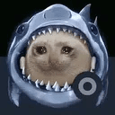 sharkcat