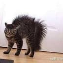 Fighting Cat
