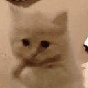 dancecat