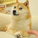 loyalDoge