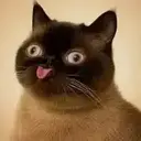 neko