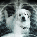 Doginu