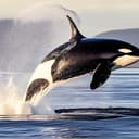 free willy