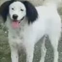 HUAHUA