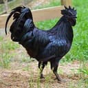 $BLACKAYAM
