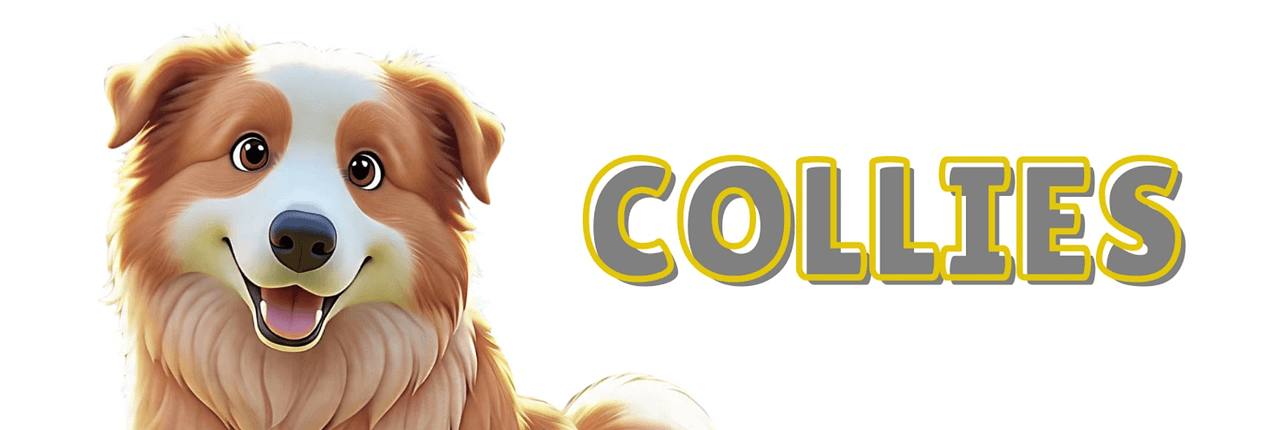 Collies Banner