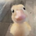 Quak